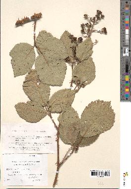 spécimen de Rubus discolor