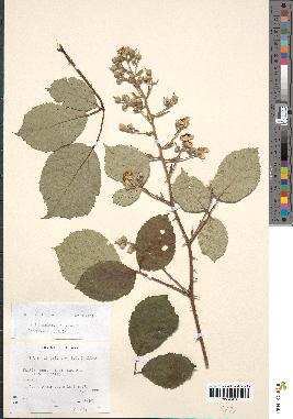 spécimen de Rubus divaricatus