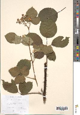 spécimen de Rubus divaricatus