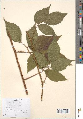 spécimen de Rubus foliosus