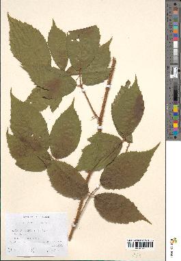 spécimen de Rubus foliosus