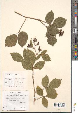 spécimen de Rubus fuscus