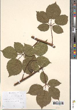 spécimen de Rubus hebecarpus