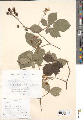 spécimen de Rubus hebecaulis