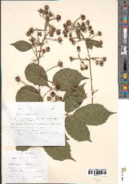 spécimen de Rubus hirtus