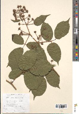 spécimen de Rubus hirtus