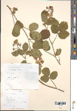 spécimen de Rubus insericatus