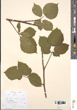 spécimen de Rubus insericatus