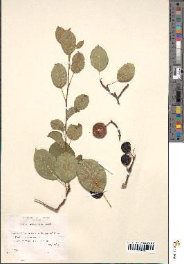 spécimen de Malus sylvestris