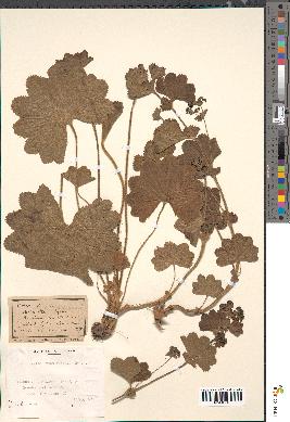 spécimen de Alchemilla xanthochlora