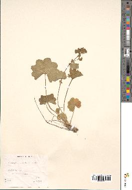 spécimen de Alchemilla xanthochlora