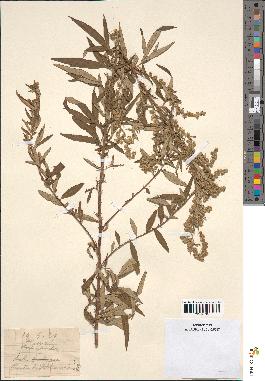 spécimen de Artemisia verlotiorum