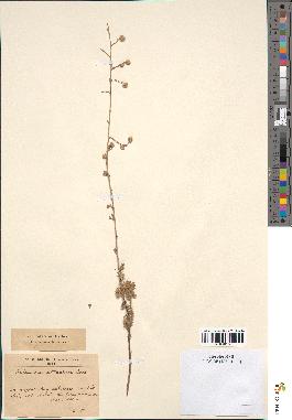 spécimen de Artemisia atlantica