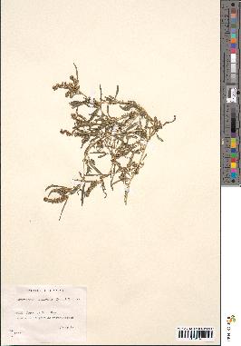 spécimen de Amaranthus muricatus