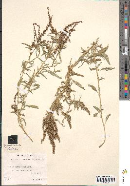 spécimen de Amaranthus muricatus