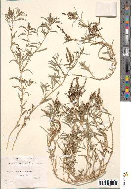 spécimen de Amaranthus muricatus