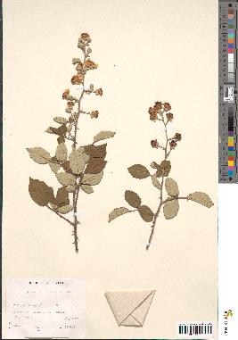 spécimen de Rubus ulmifolius