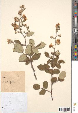 spécimen de Rubus ulmifolius