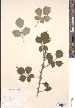 spécimen de Rubus ulmifolius