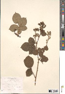 spécimen de Rubus ulmifolius