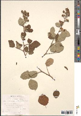 spécimen de Rubus ulmifolius