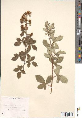 spécimen de Rubus ulmifolius