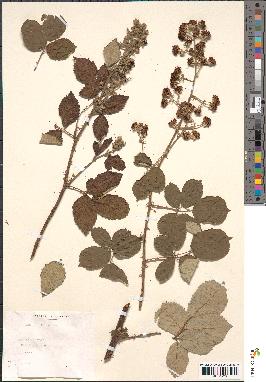 spécimen de Rubus ulmifolius