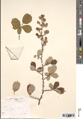 spécimen de Rubus ulmifolius