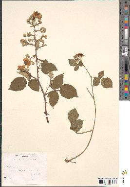 spécimen de Rubus ulmifolius