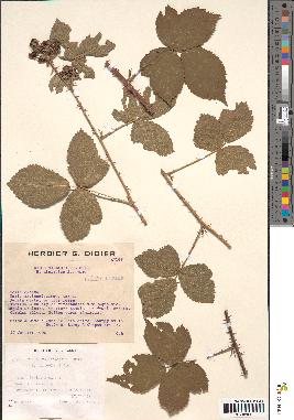 spécimen de Rubus vallisparsus