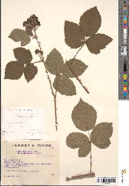 spécimen de Rubus vallisparsus