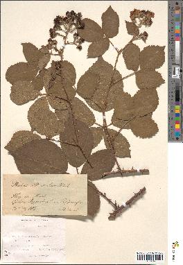 spécimen de Rubus villicaulis