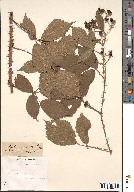 spécimen de Rubus villicaulis