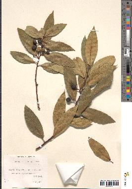 spécimen de Laurus nobilis