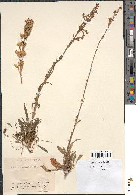 spécimen de Silene multiflora