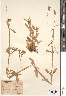 spécimen de Silene nemoralis