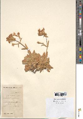 spécimen de Silene velutina