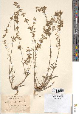 spécimen de Silene parviflora
