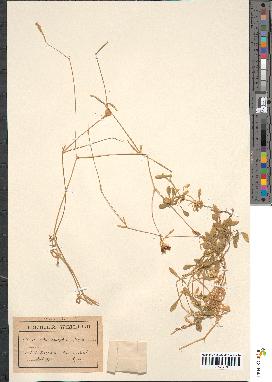 spécimen de Silene pauciflora