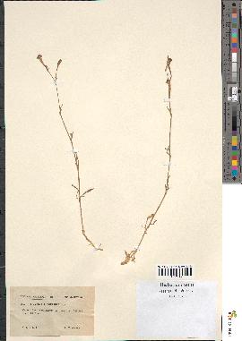 spécimen de Silene pauciflora