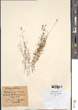 spécimen de Silene petraea