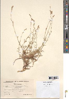 spécimen de Silene pruinosa