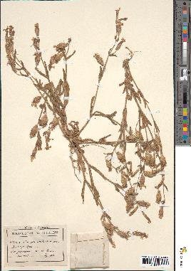 spécimen de Silene lasiostyla