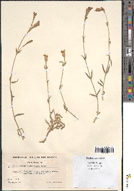 spécimen de Silene rhynchocarpa
