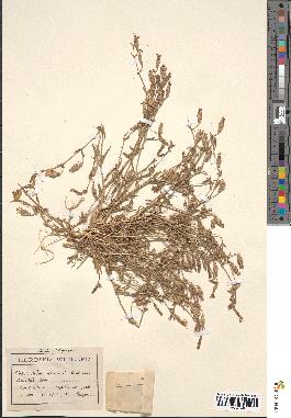 spécimen de Silene lasiostyla