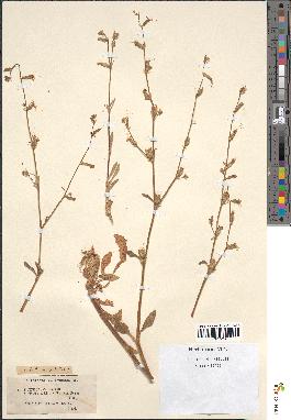 spécimen de Silene racemosa