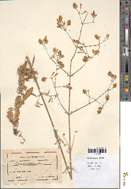 spécimen de Silene rhodopaea