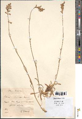 spécimen de Silene roemeri