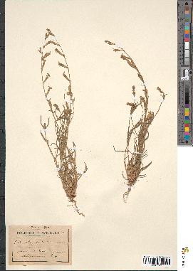 spécimen de Silene setacea