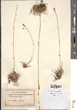 spécimen de Silene salicifolia